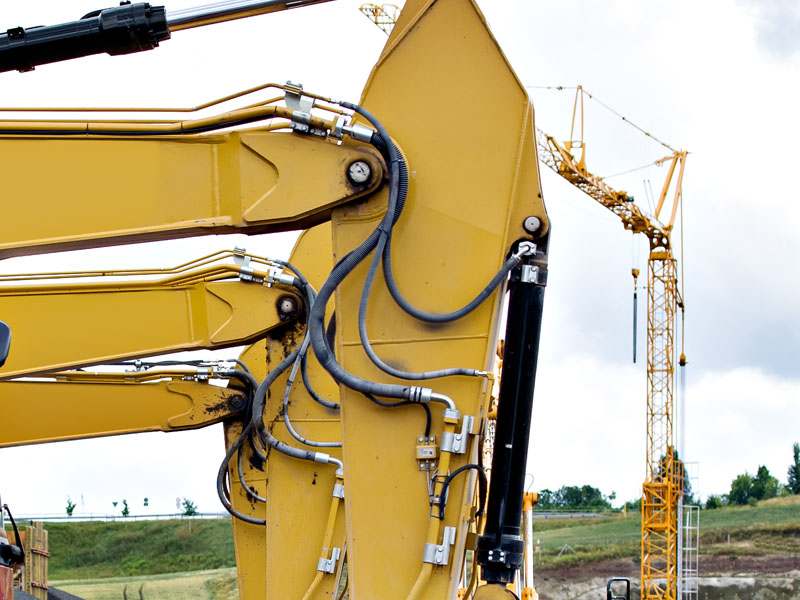 Olypian quarrels et gorilla congolium sic